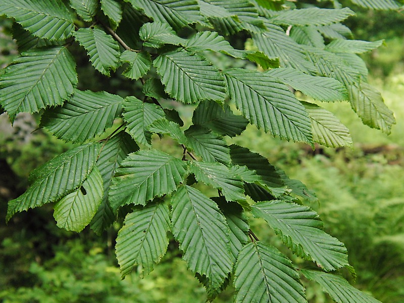 Image of Carpinus betulus specimen.