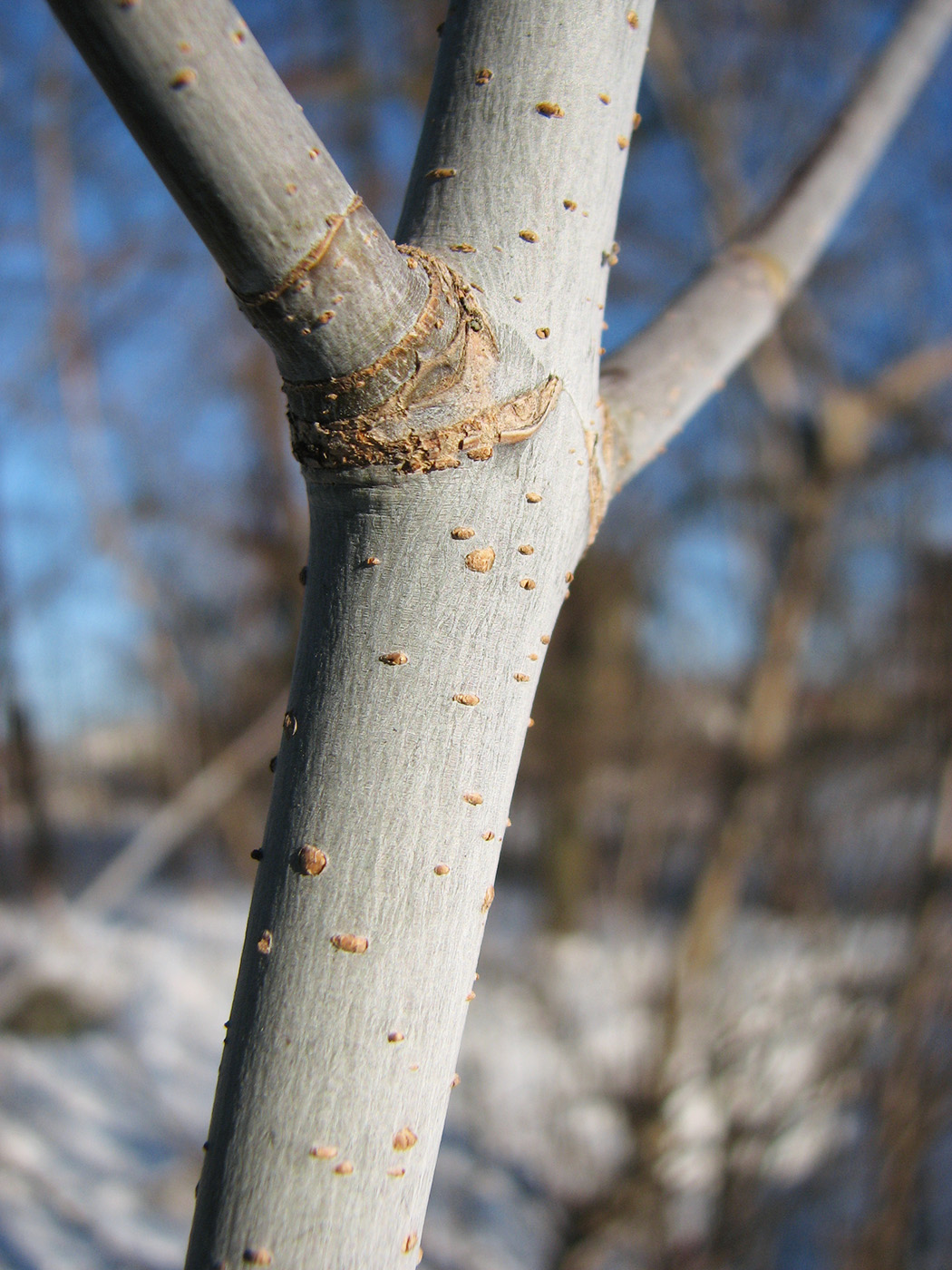 Image of Acer negundo specimen.