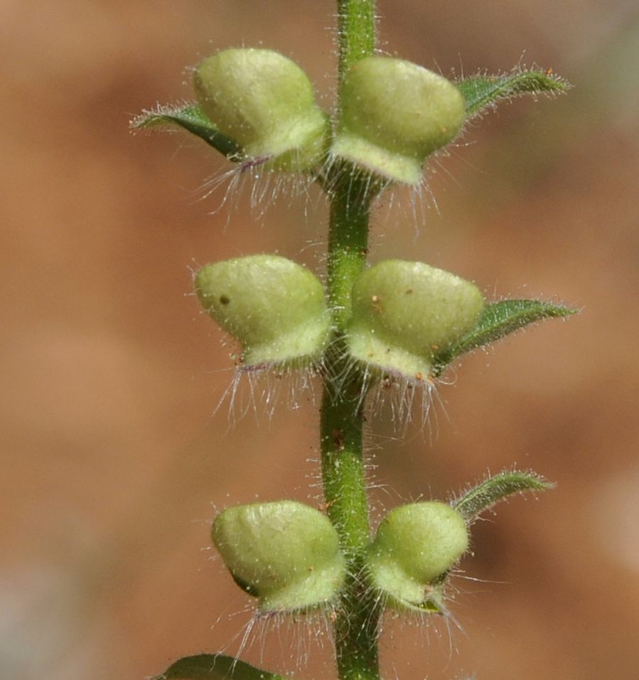 Image of Scutellaria rupestris ssp. olympica specimen.