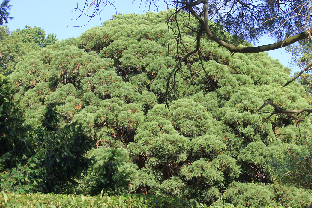 Image of Sequoiadendron giganteum specimen.