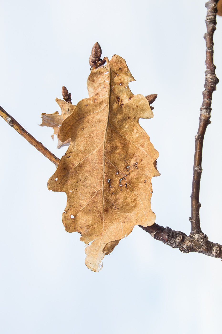 Image of Quercus robur specimen.