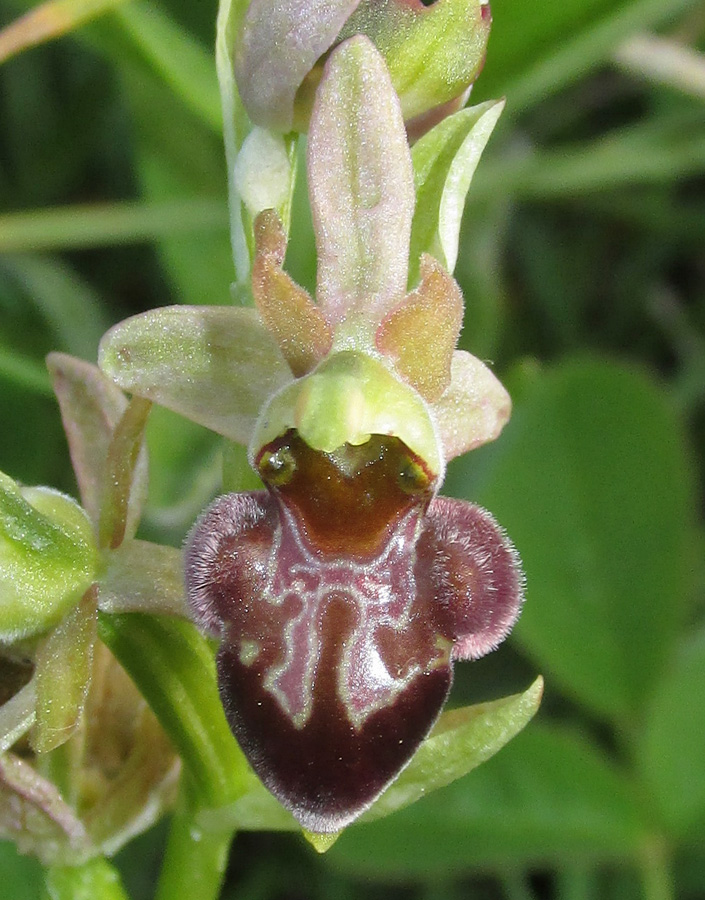 Изображение особи Ophrys mammosa ssp. caucasica.