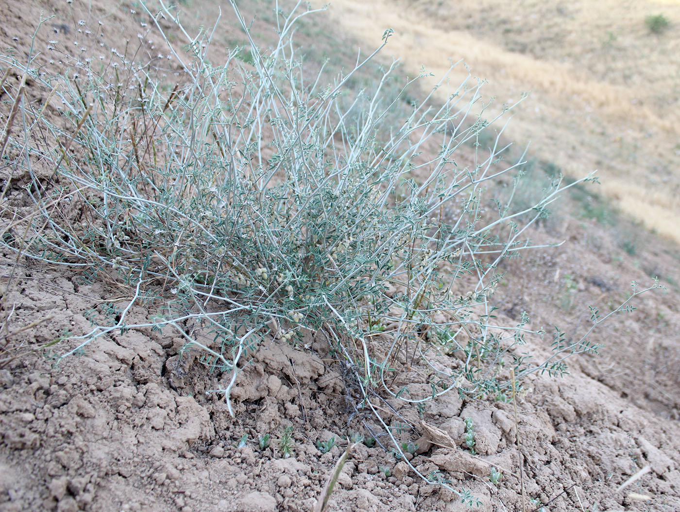 Image of genus Astragalus specimen.