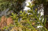 Thuja occidentalis