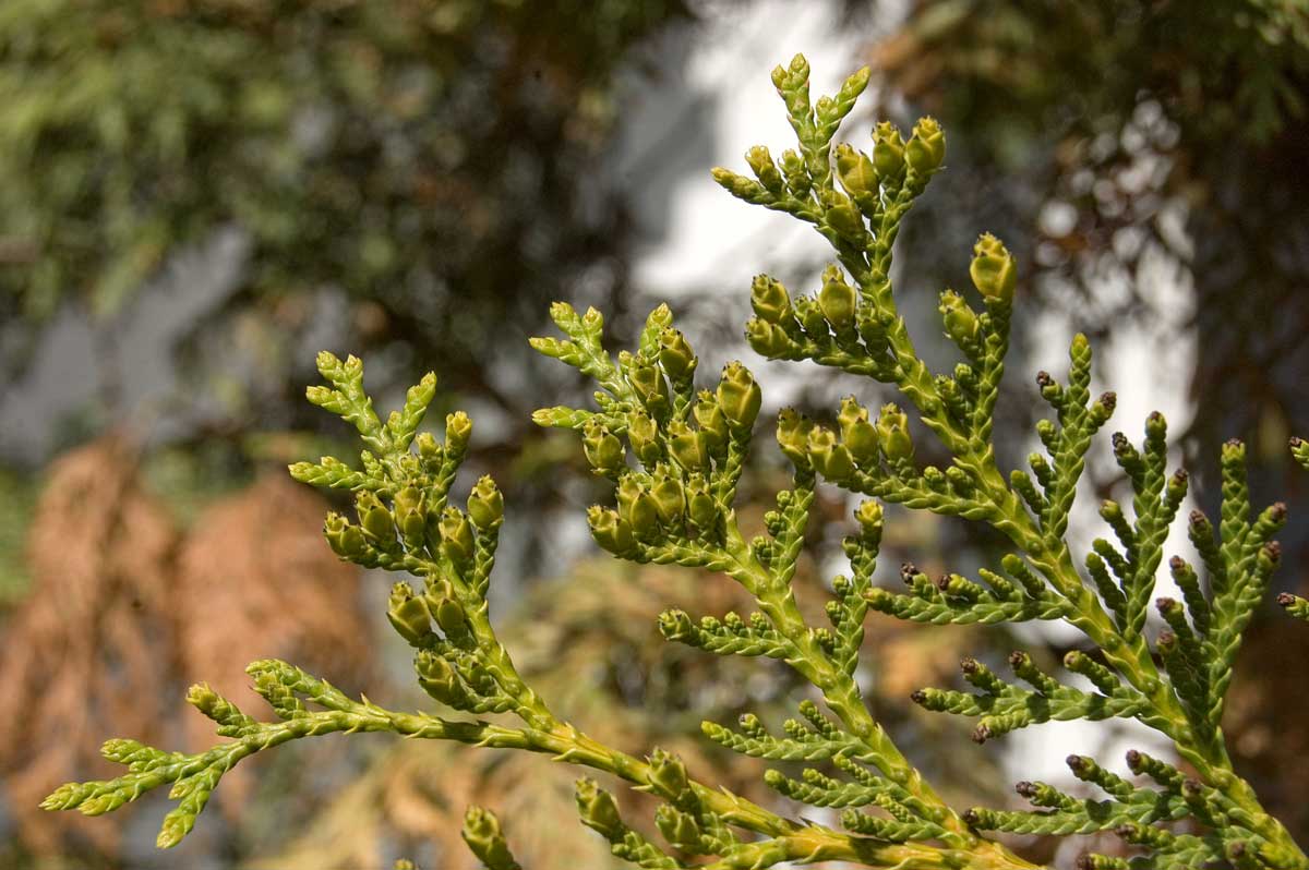 Image of Thuja occidentalis specimen.