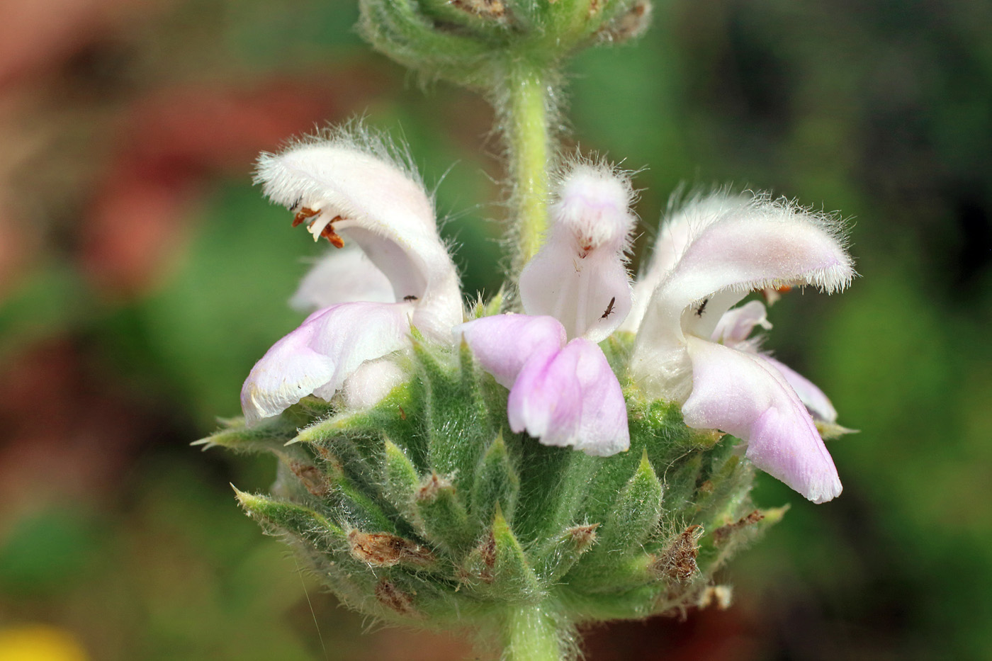 Image of Phlomoides ostrowskiana specimen.