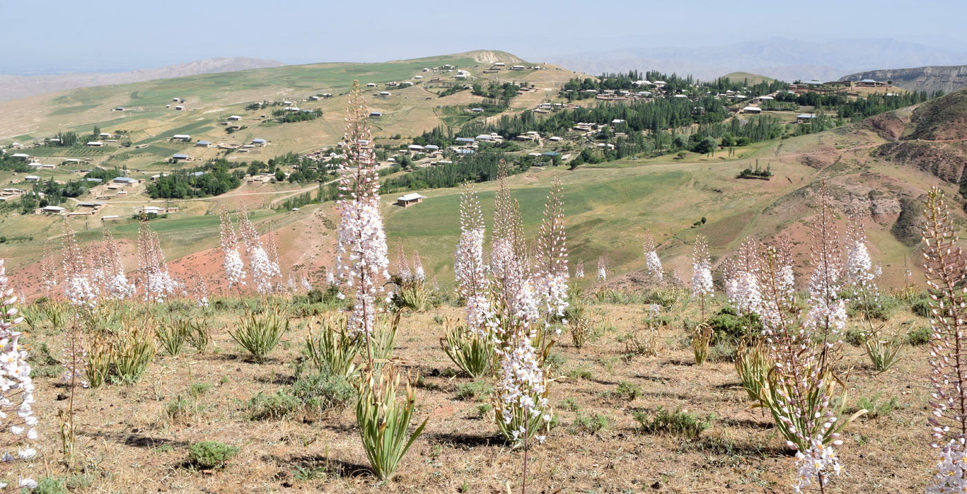 Image of Eremurus olgae specimen.