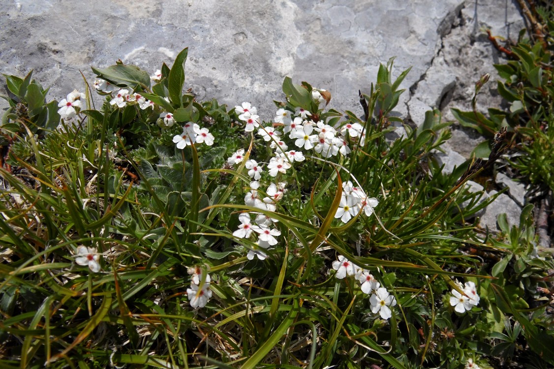 Image of Androsace villosa specimen.