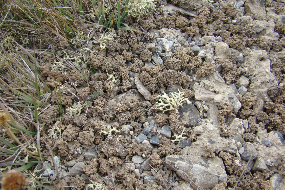 Image of Aspicilia fruticulosa specimen.