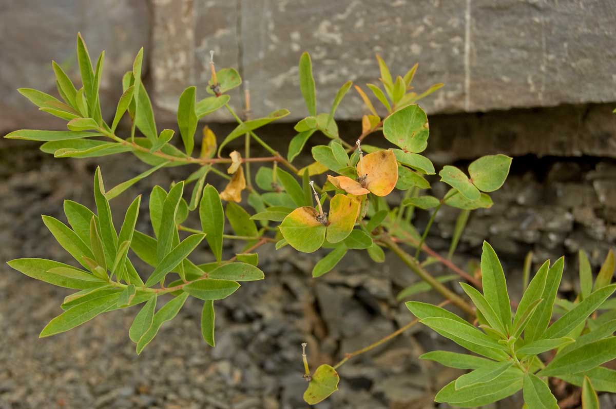 Изображение особи Euphorbia esula.