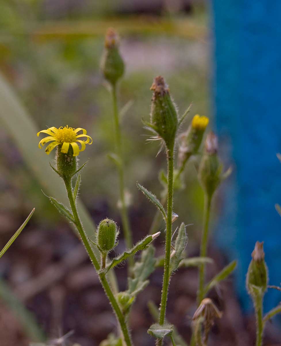 Image of Senecio viscosus specimen.