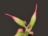 Euphorbia tithymaloides. Верхушка побега с циациями. Израиль, впадина Мёртвого моря, киббуц Эйн-Геди. 24.04.2017.