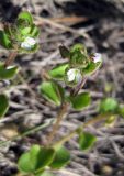 Veronica hederifolia