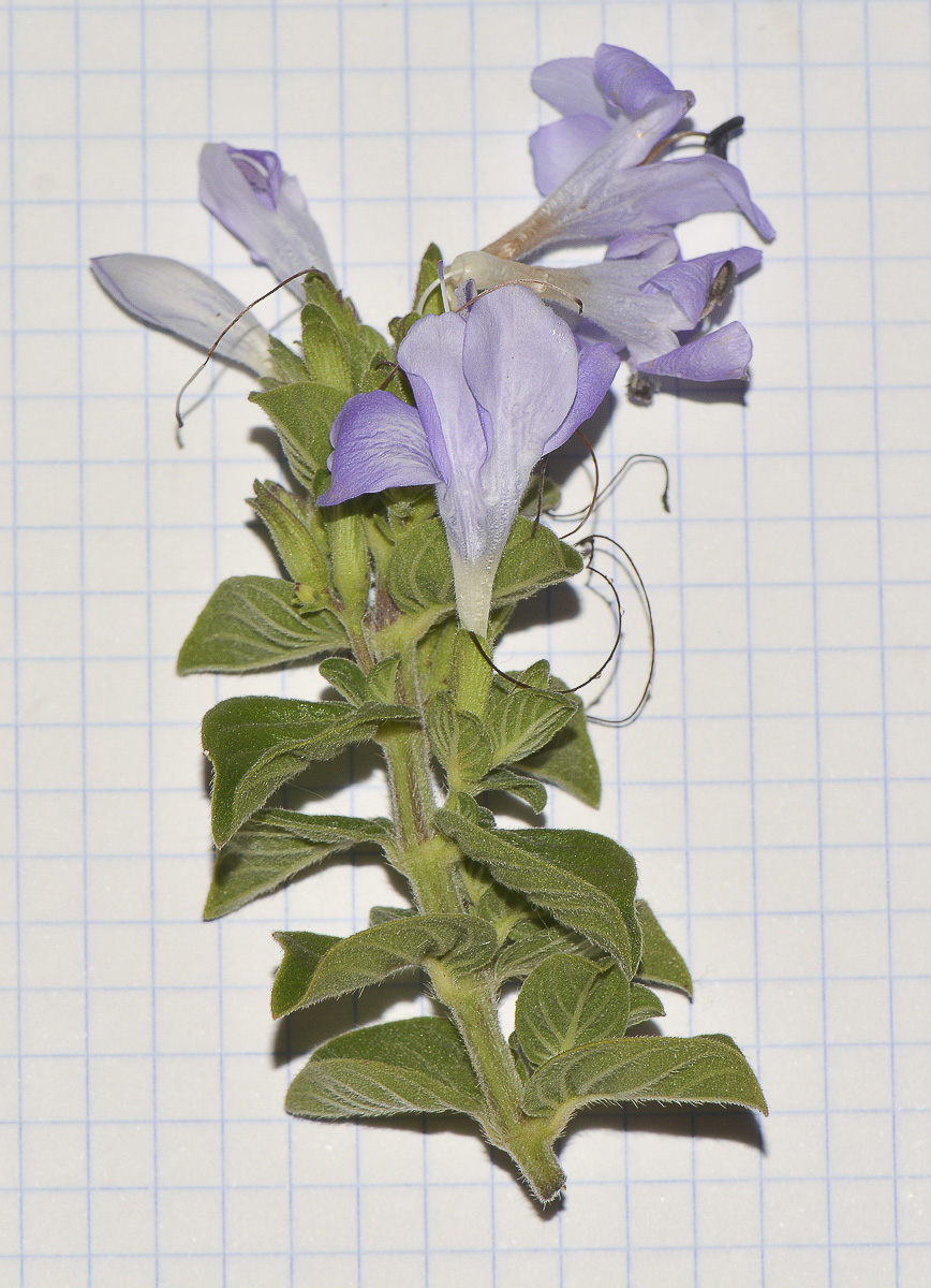 Image of Barleria obtusa specimen.