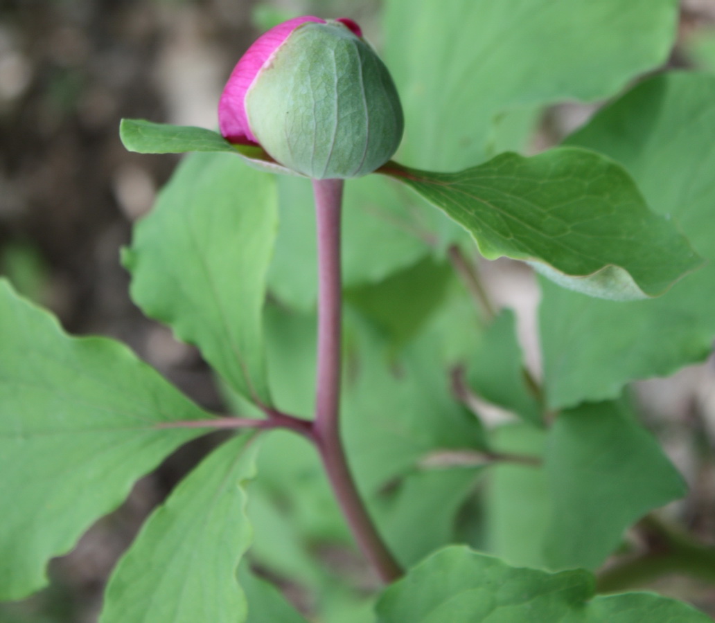 Image of Paeonia daurica specimen.