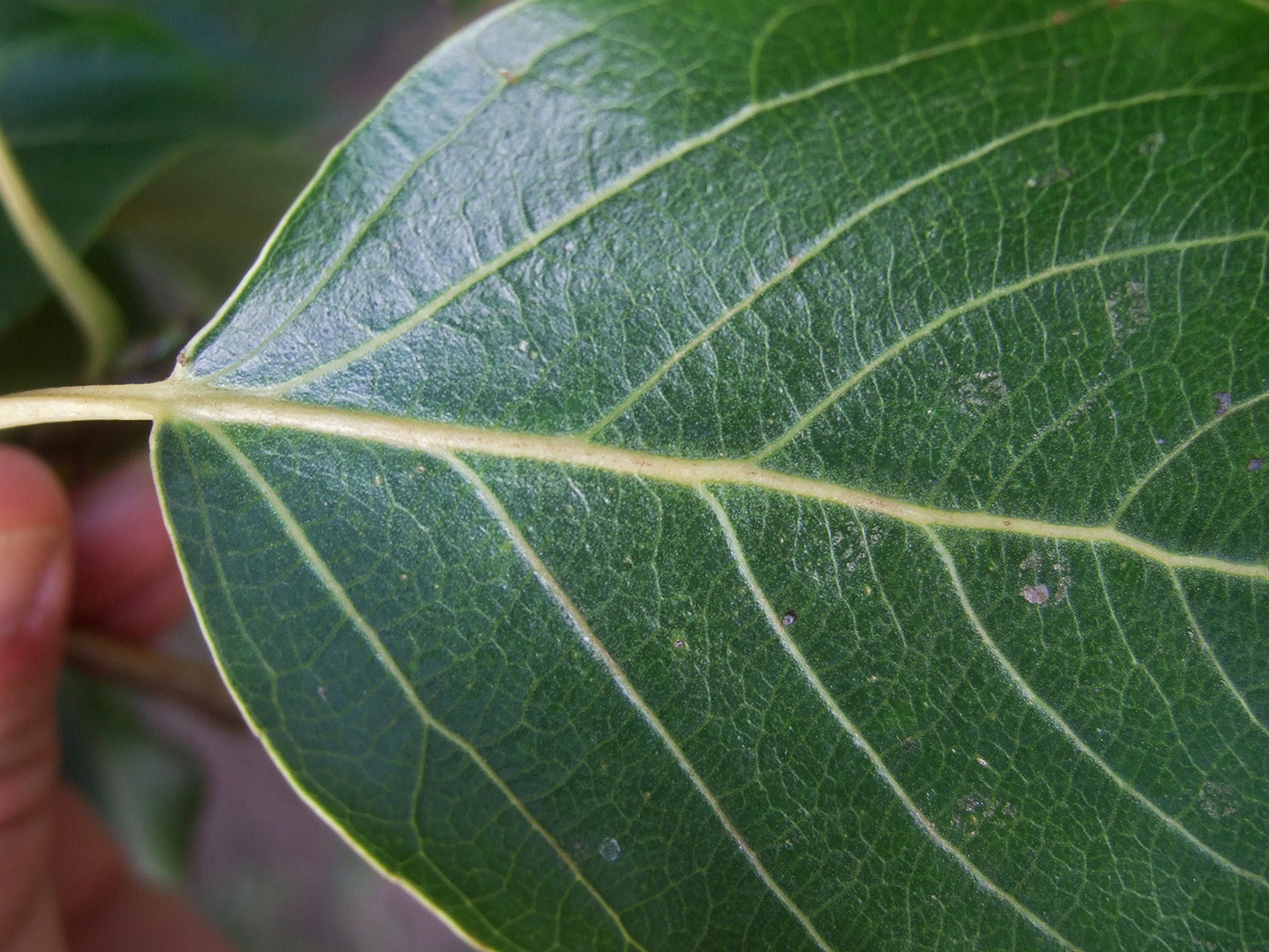 Image of Populus &times; rasumowskiana specimen.