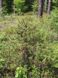 Juniperus communis. Взрослое растение. Беларусь, Минская обл., Дзержинский р-н, Негорельский сельский совет, недалеко от остановочного пункта Асино, поляна в смешанном лесу. 15.07.2017.