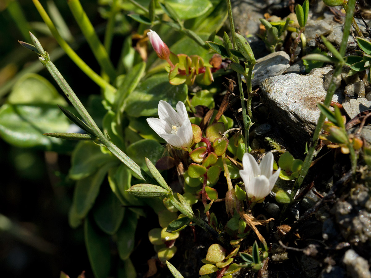 Image of Anagallis tenella specimen.