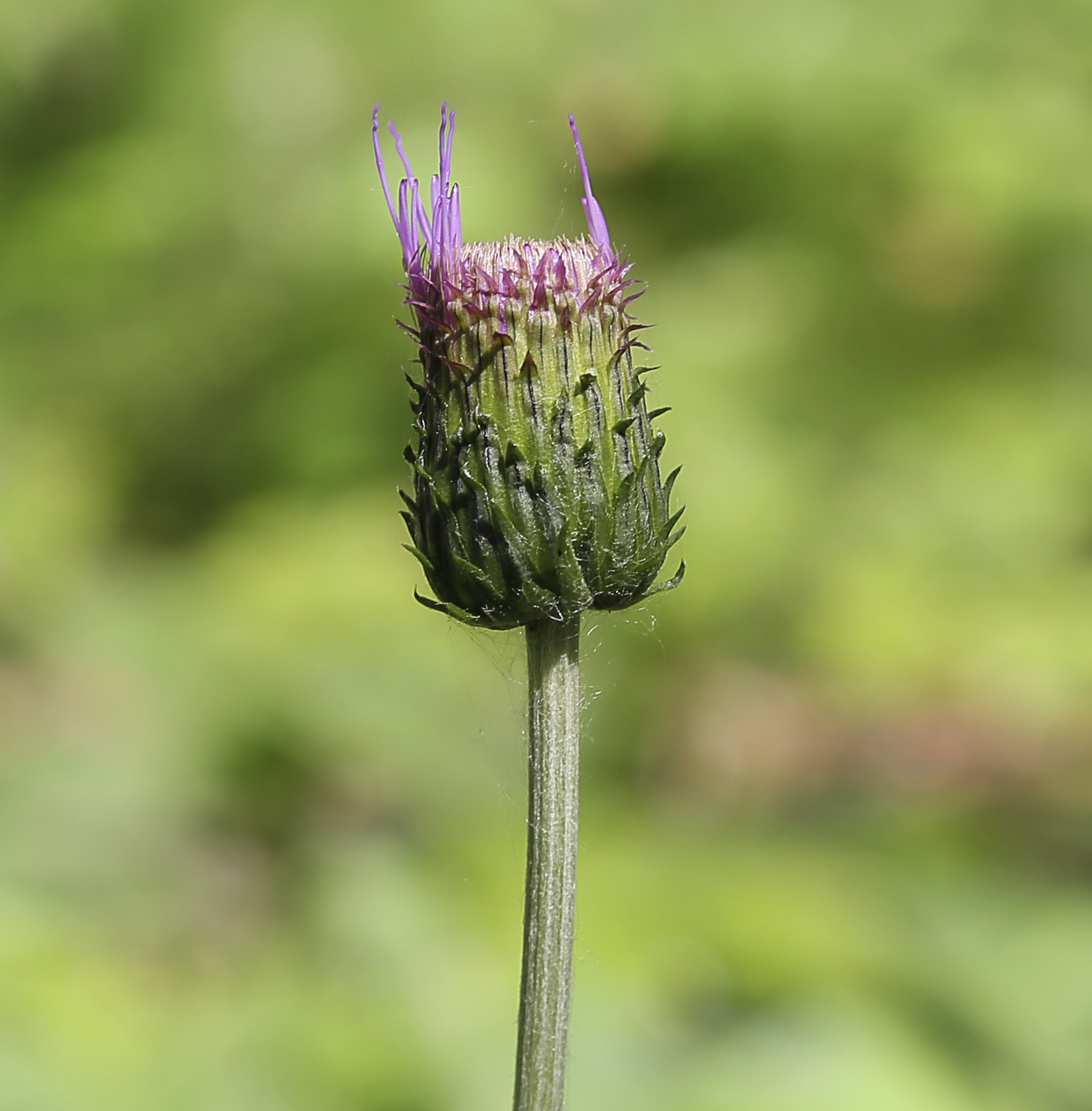 Изображение особи Cirsium heterophyllum.