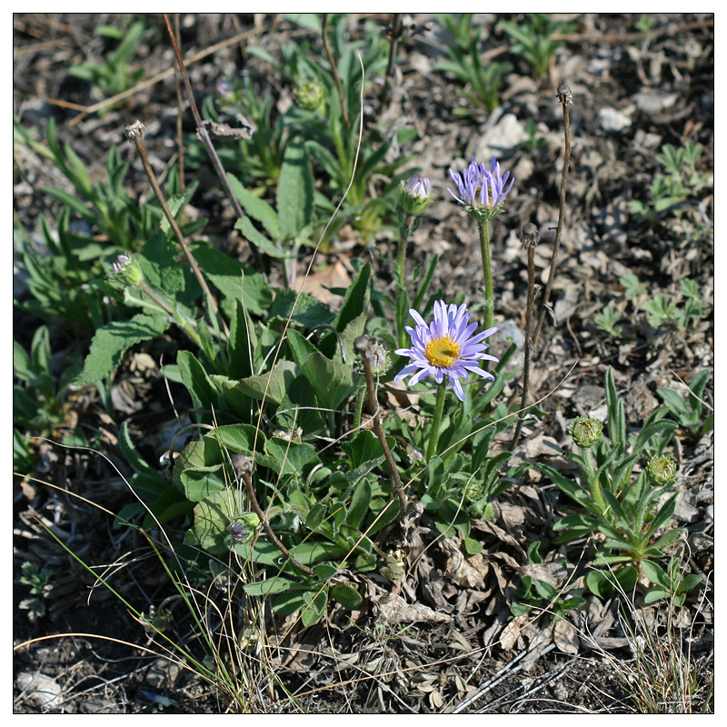 Image of Aster alpinus specimen.