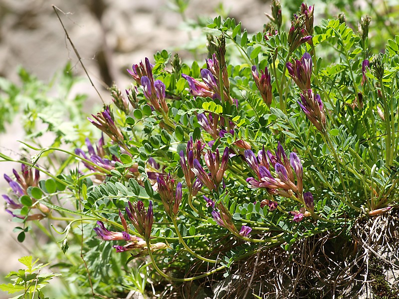 Image of Astragalus buschiorum specimen.