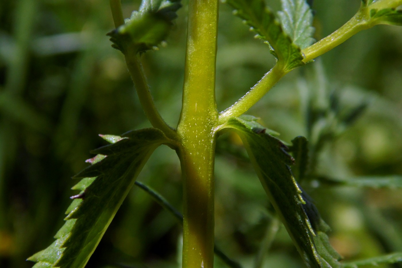 Изображение особи Rhinanthus vernalis.