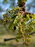 Quercus robur. Увядшее мужское соцветие. Чувашия, окрестности г. Шумерля, Кумашкинский заказник, Соколова поляна. 11 мая 2008 г.