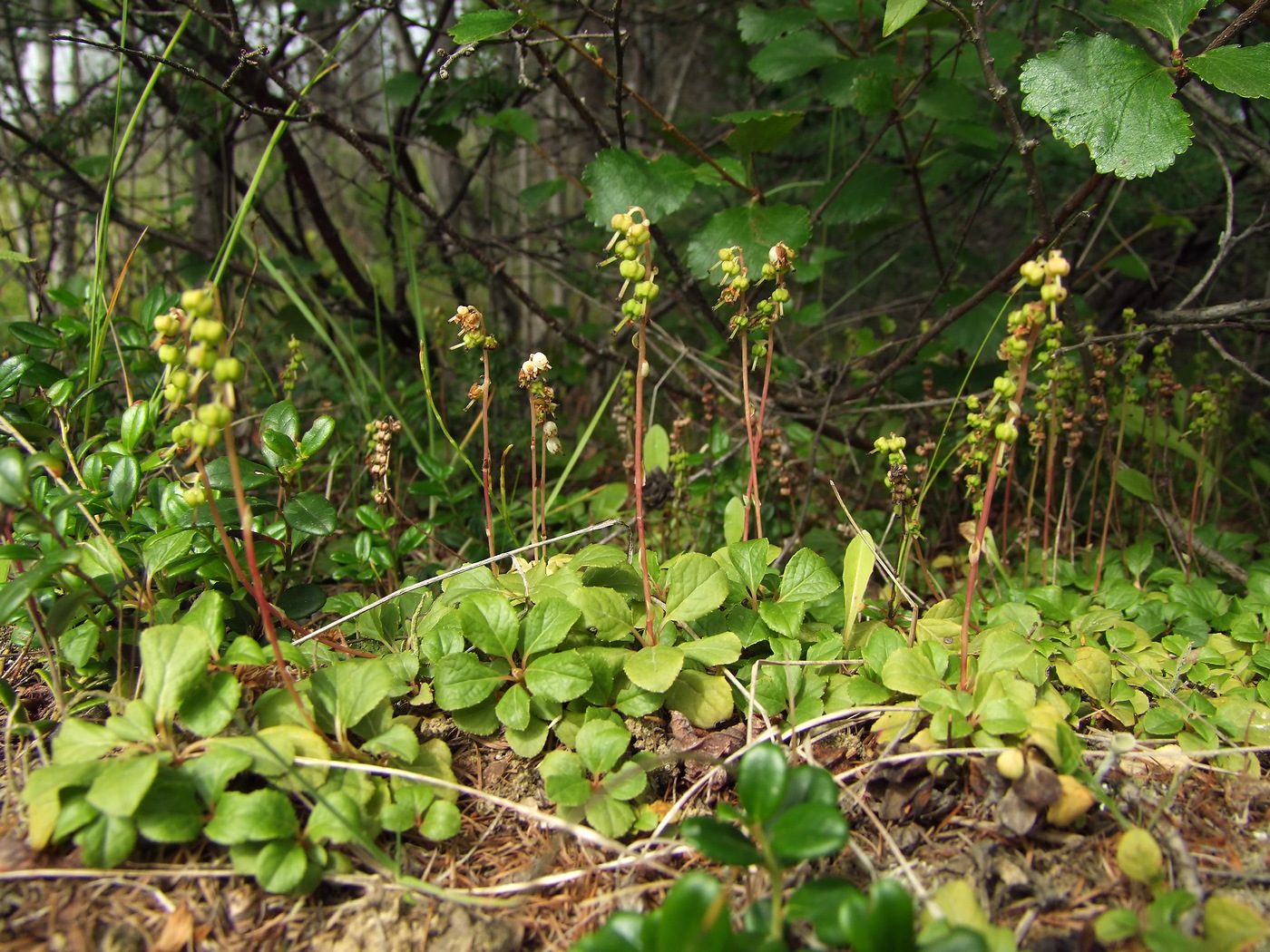 Изображение особи Orthilia obtusata.