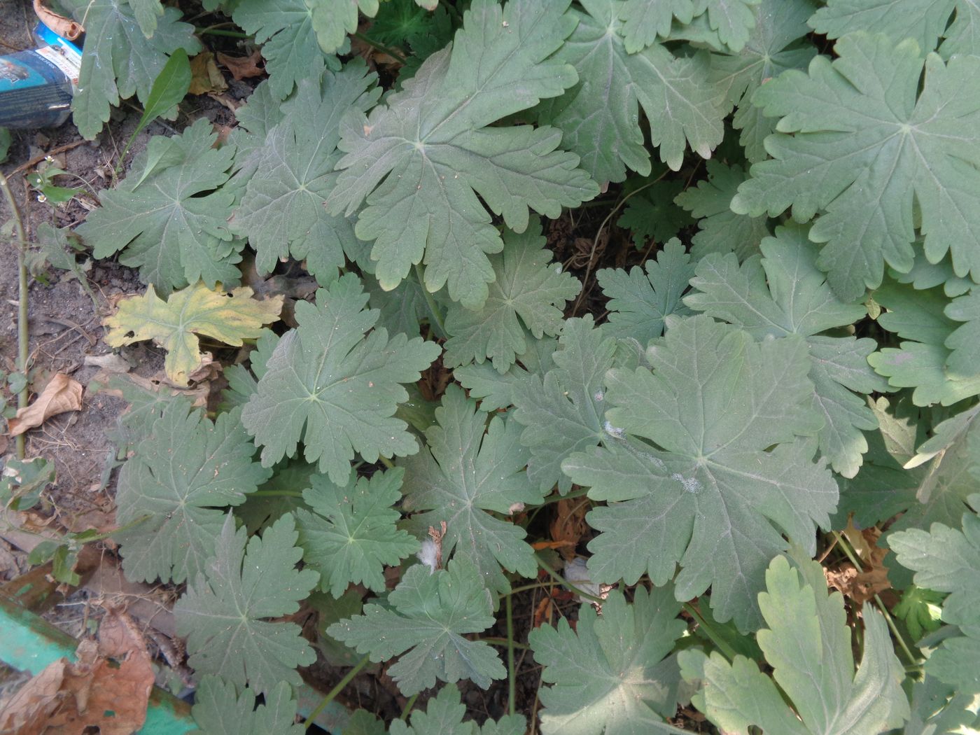 Image of Geranium macrorrhizum specimen.