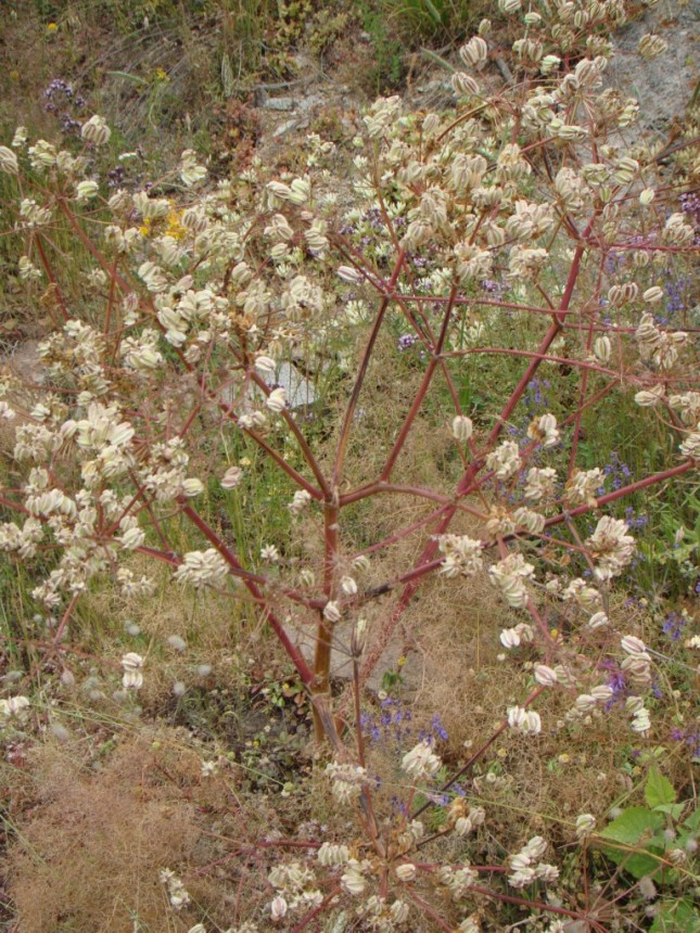 Image of Prangos ferulacea specimen.