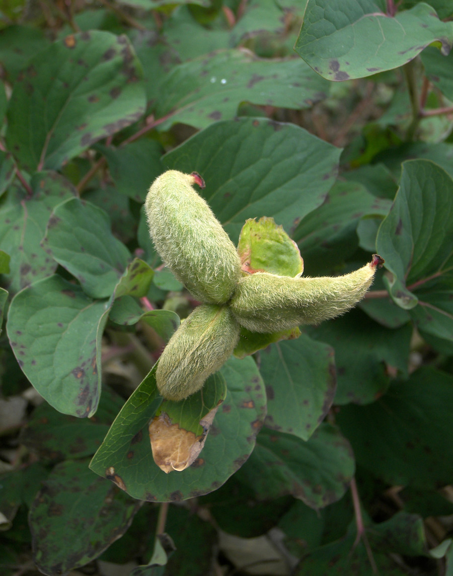 Изображение особи Paeonia daurica.