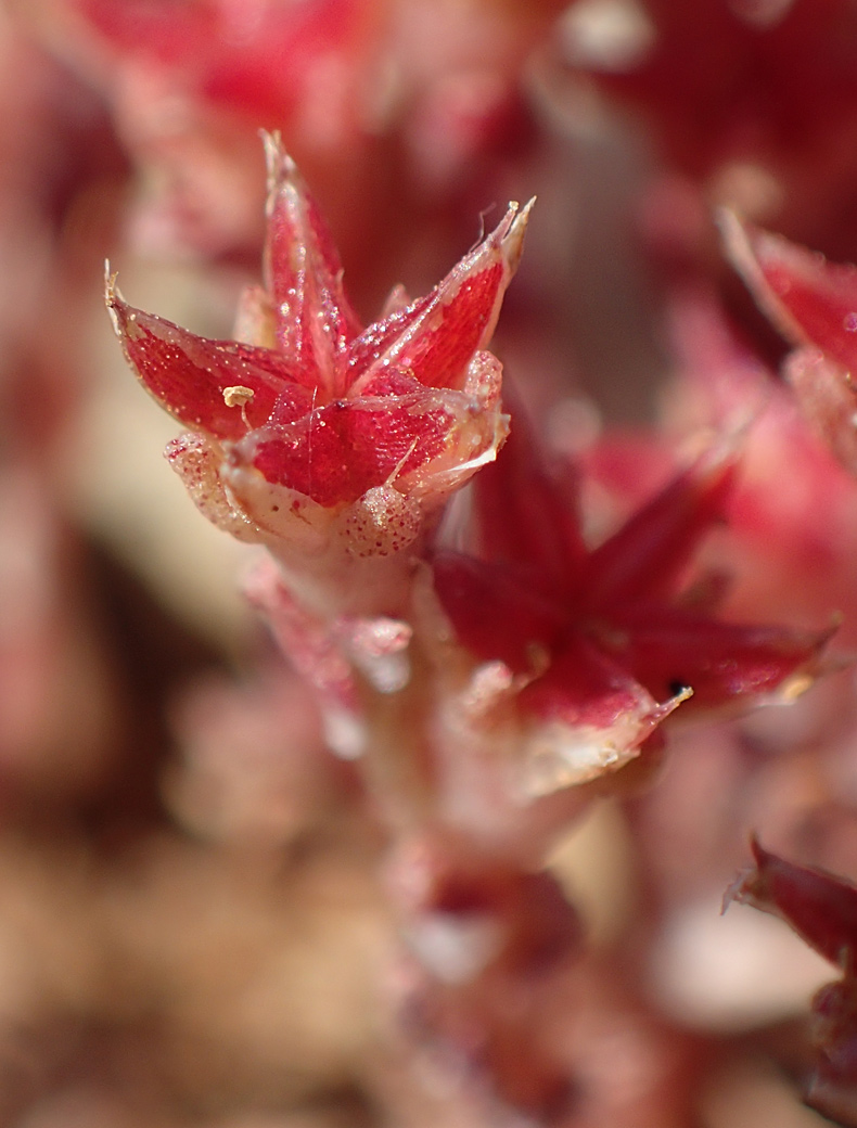 Image of Sedum litoreum specimen.