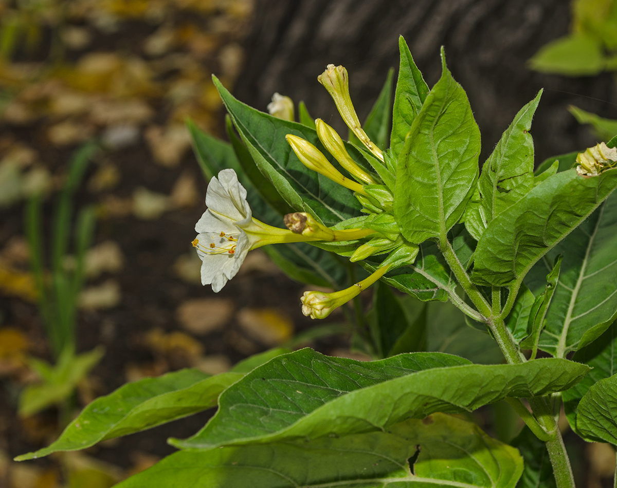 Изображение особи Mirabilis jalapa.