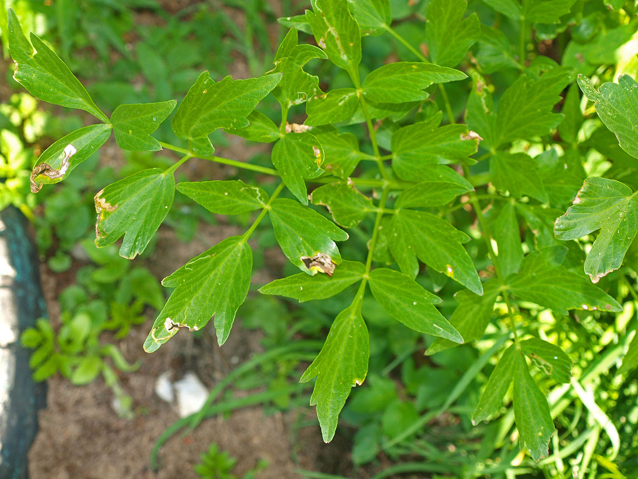 Image of Levisticum officinale specimen.