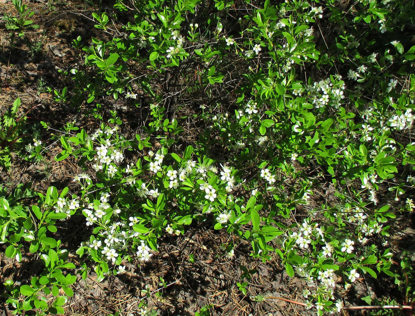 Image of Cerasus fruticosa specimen.