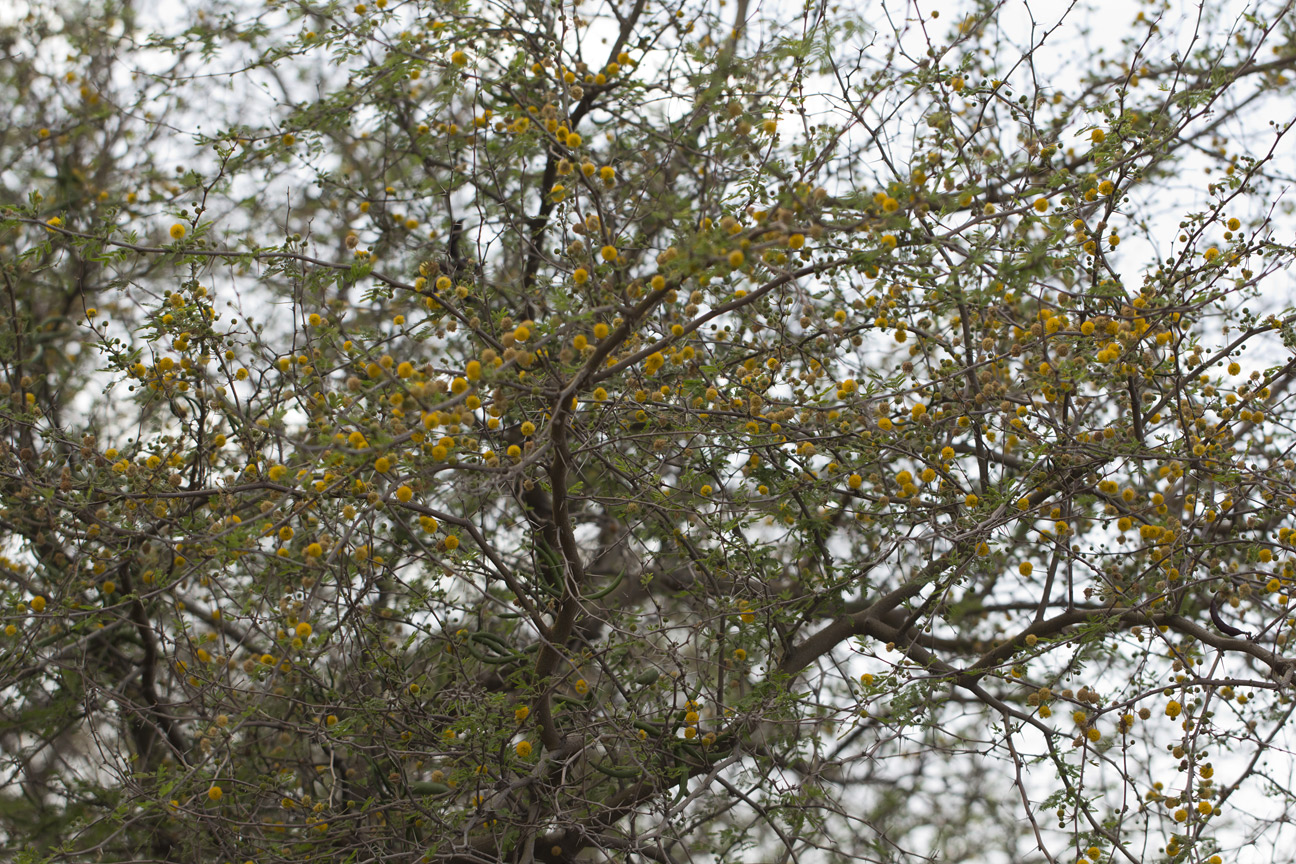 Image of Vachellia farnesiana specimen.