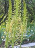 View full-size image Eremurus altaicus