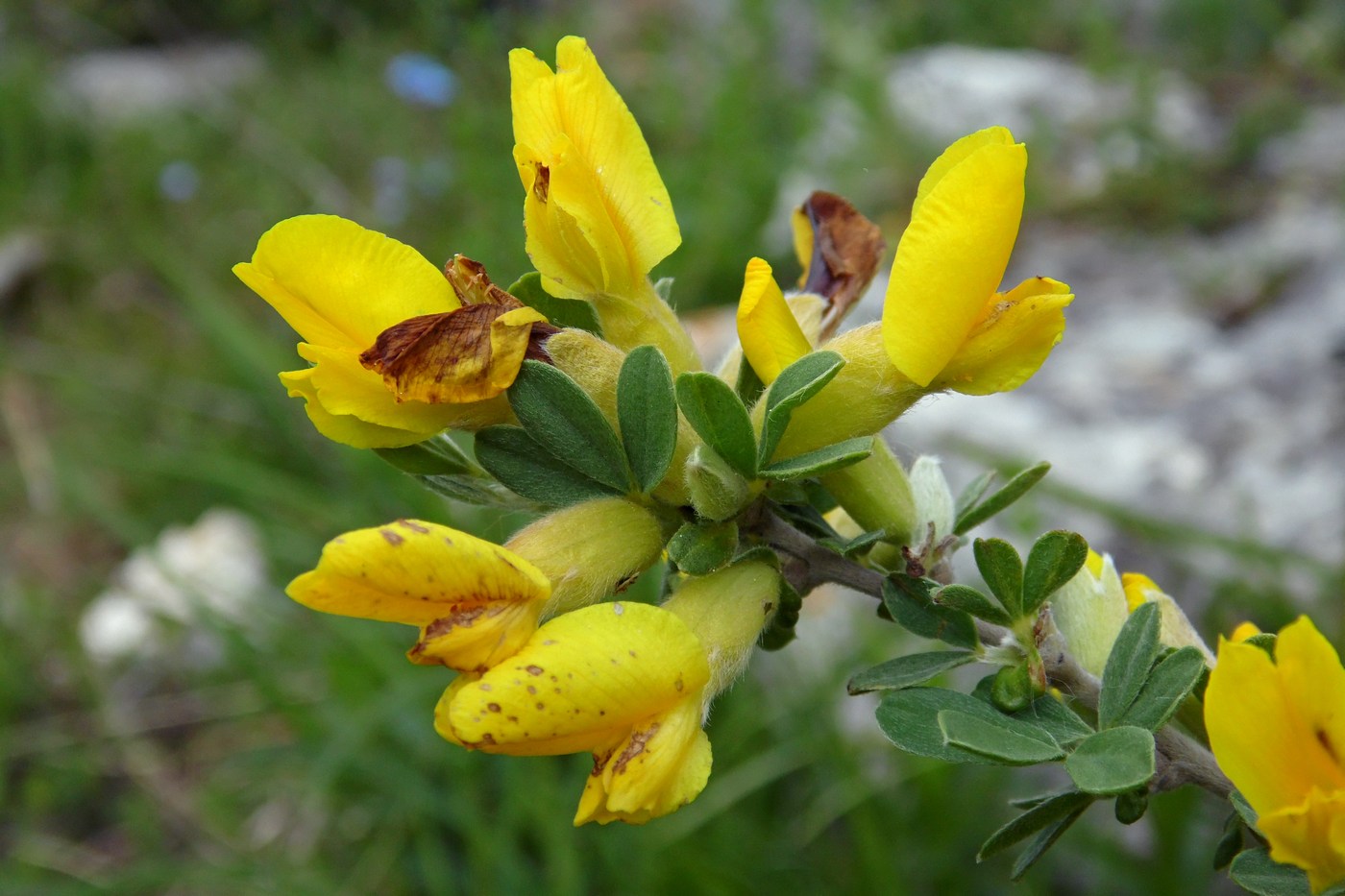 Изображение особи Chamaecytisus colchicus.