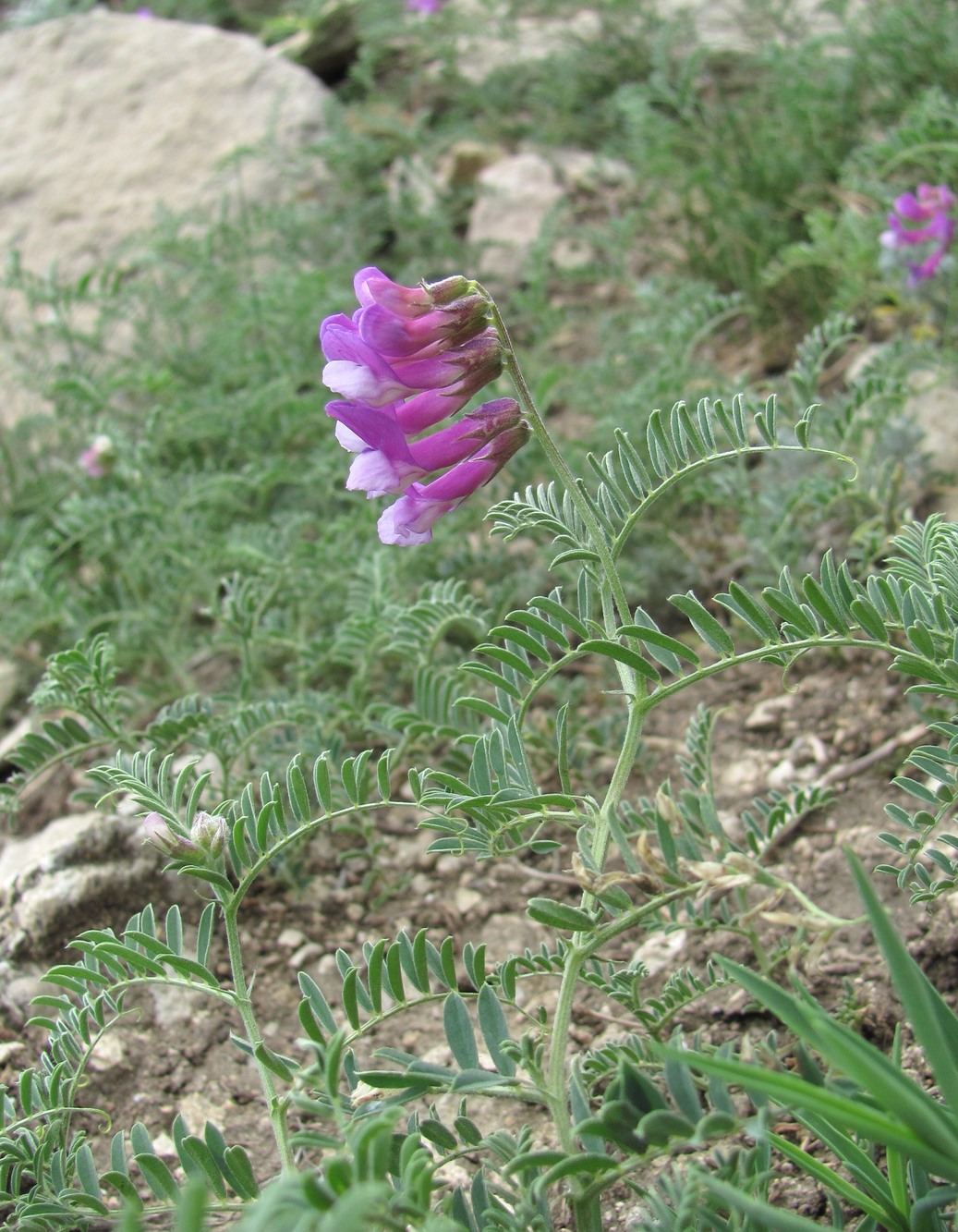 Изображение особи Vicia semiglabra.