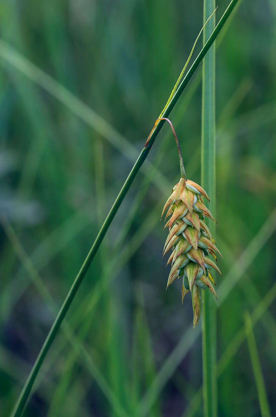 Image of Carex limosa specimen.