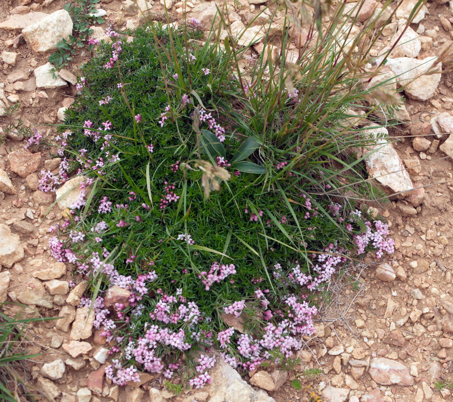 Изображение особи Asperula cristata.