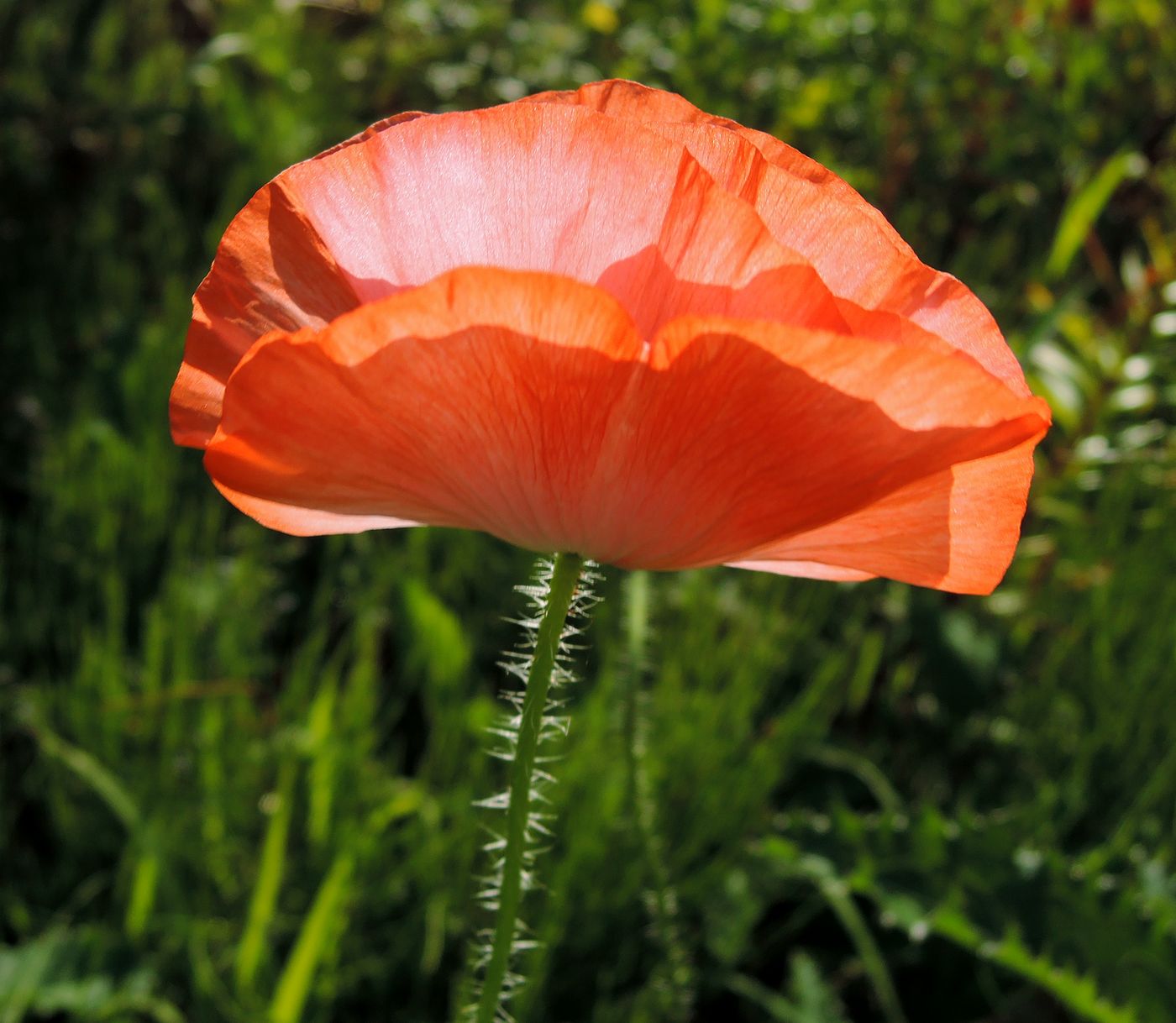 Image of Papaver rhoeas specimen.