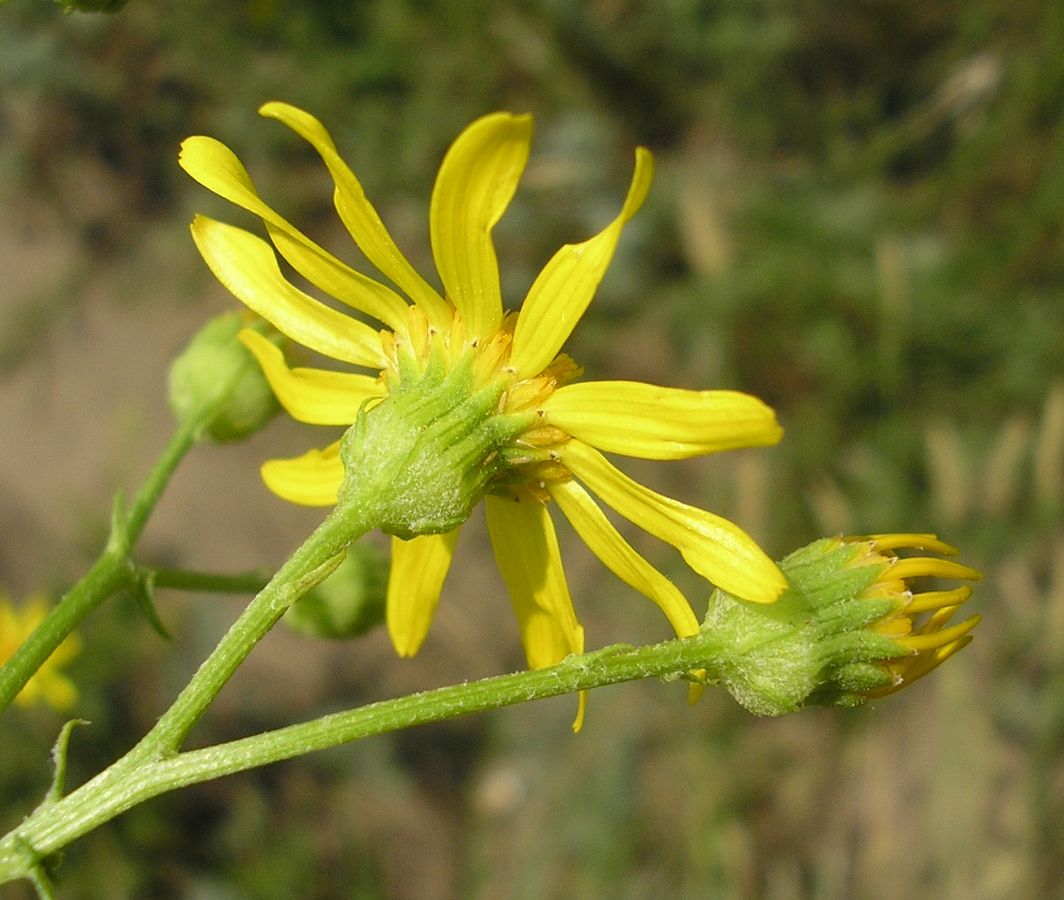 Изображение особи Senecio borysthenicus.