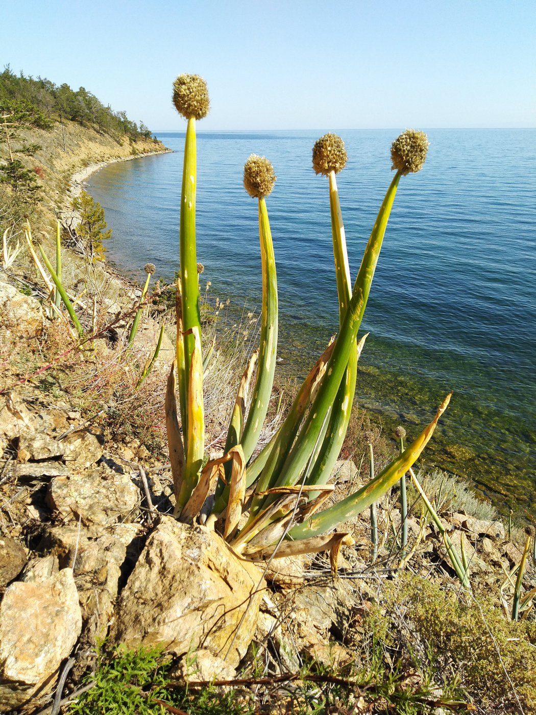 Изображение особи Allium altaicum.