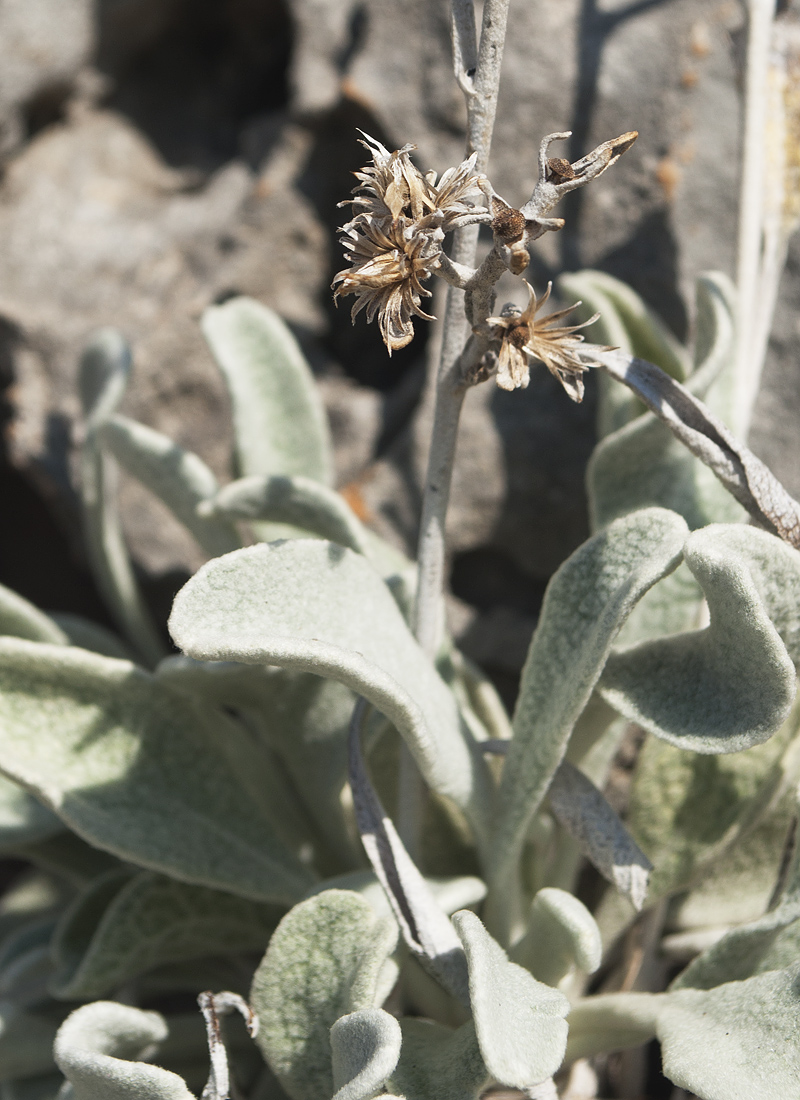 Изображение особи Inula heterolepis.