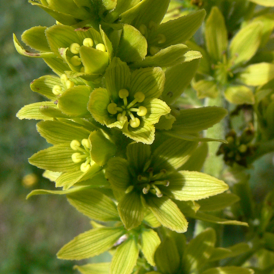 Изображение особи Veratrum lobelianum.