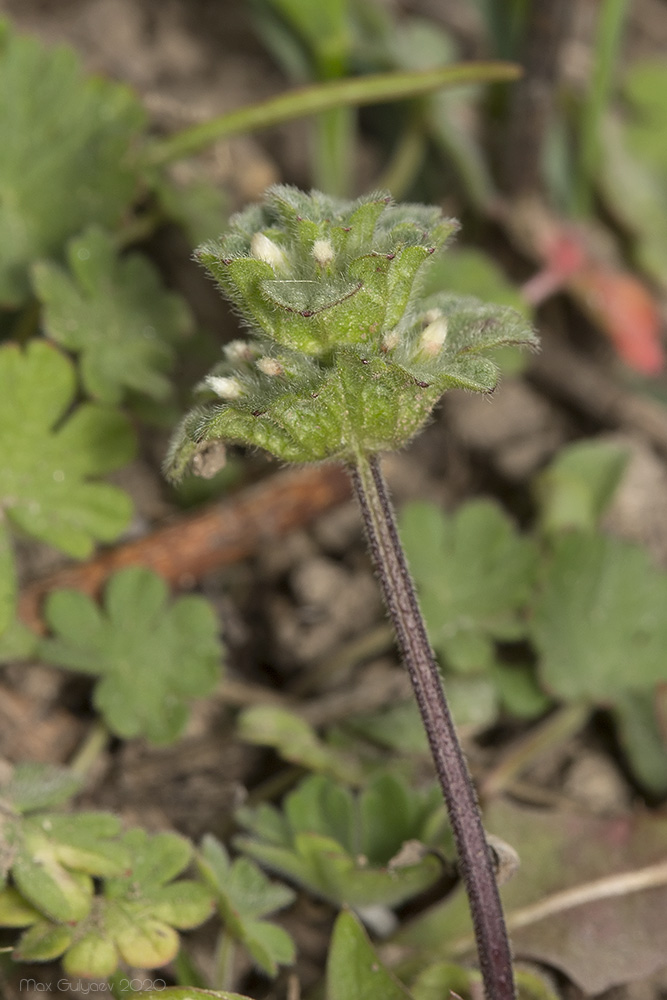 Image of Lamium amplexicaule specimen.