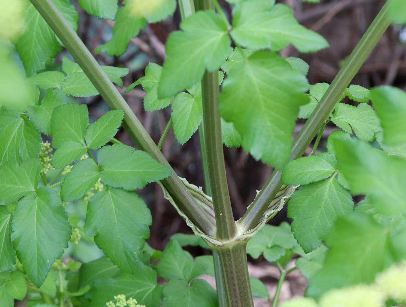 Изображение особи Smyrnium olusatrum.