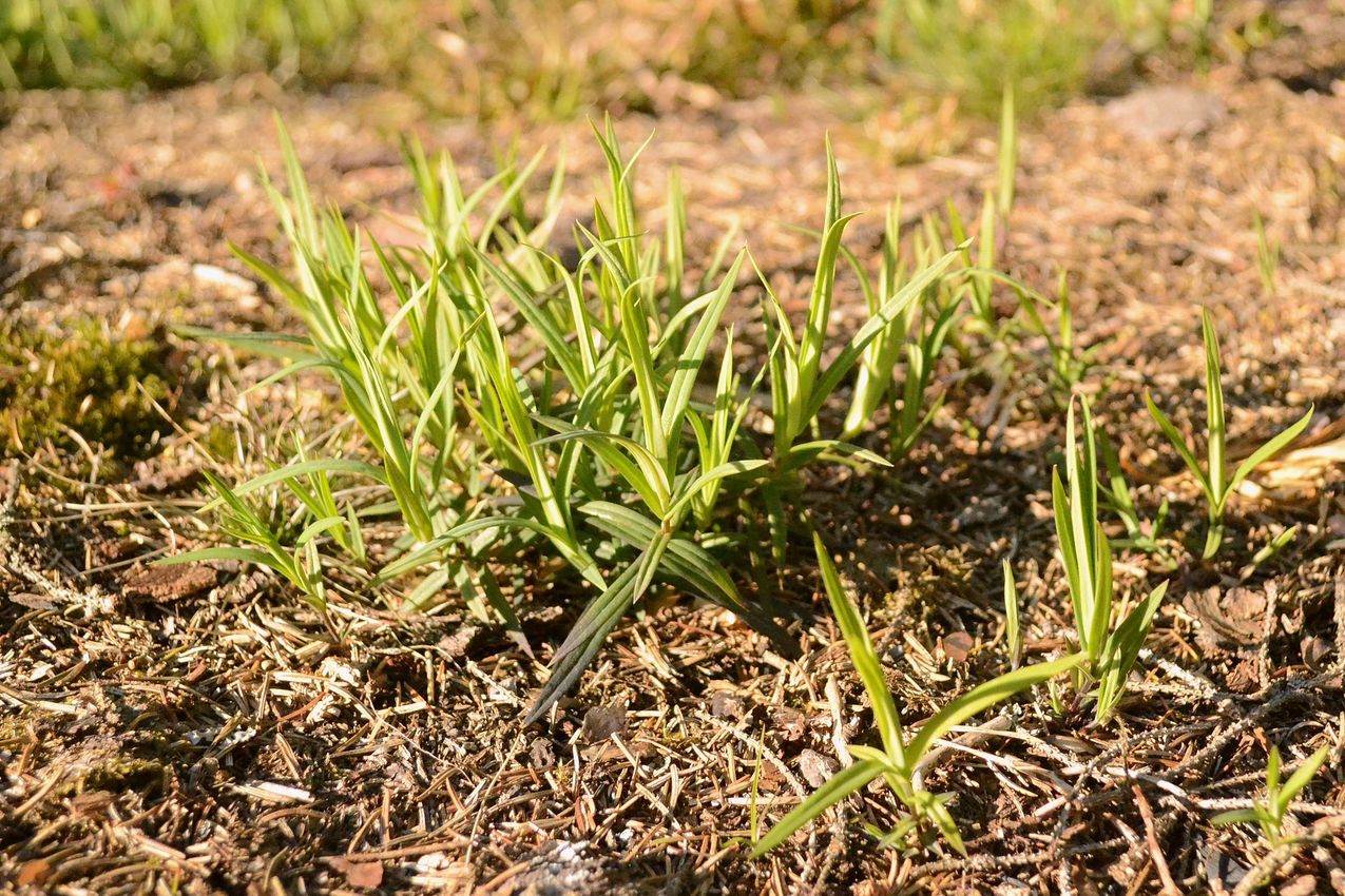 Image of Stellaria holostea specimen.