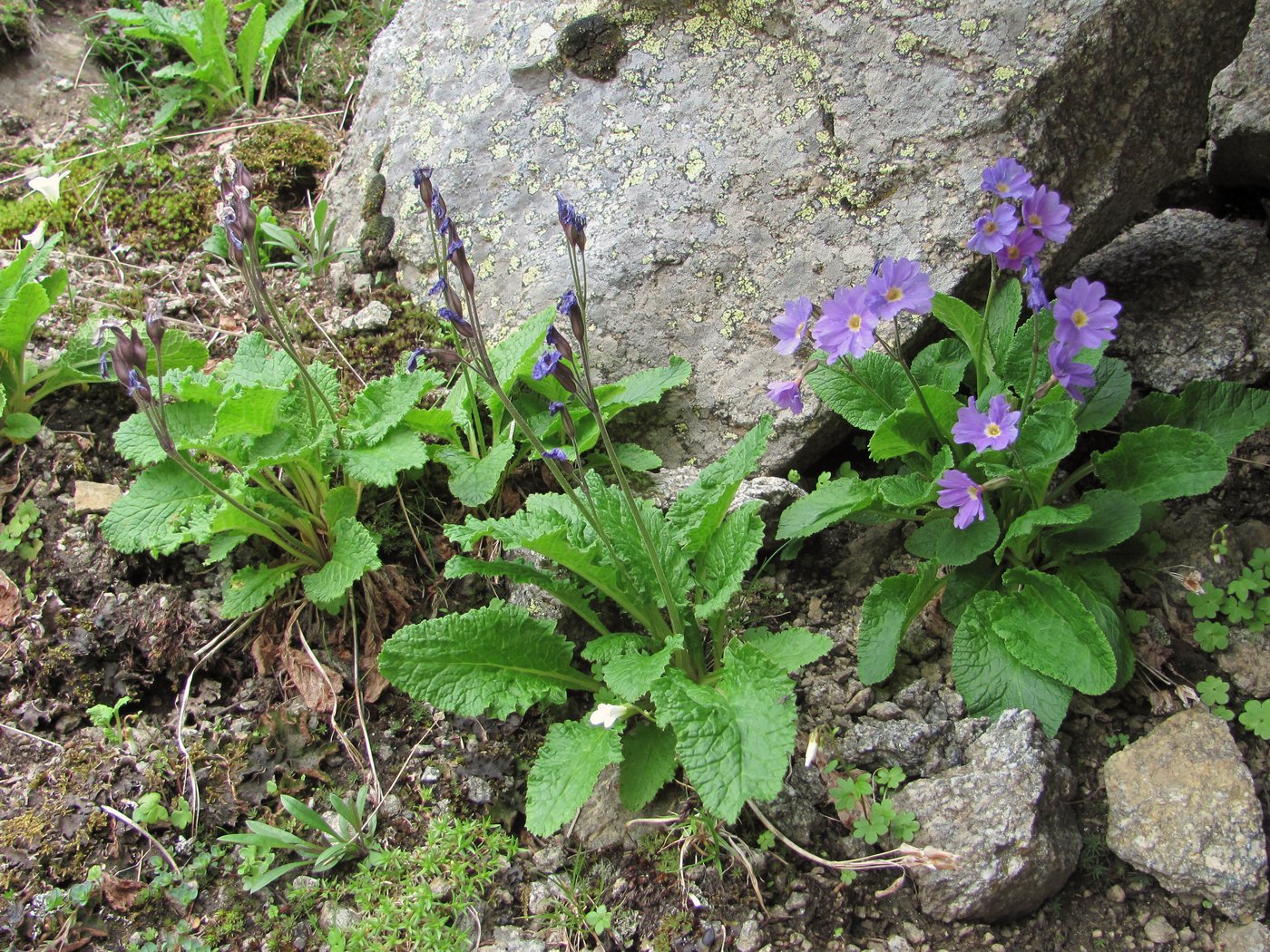 Image of Primula meyeri specimen.